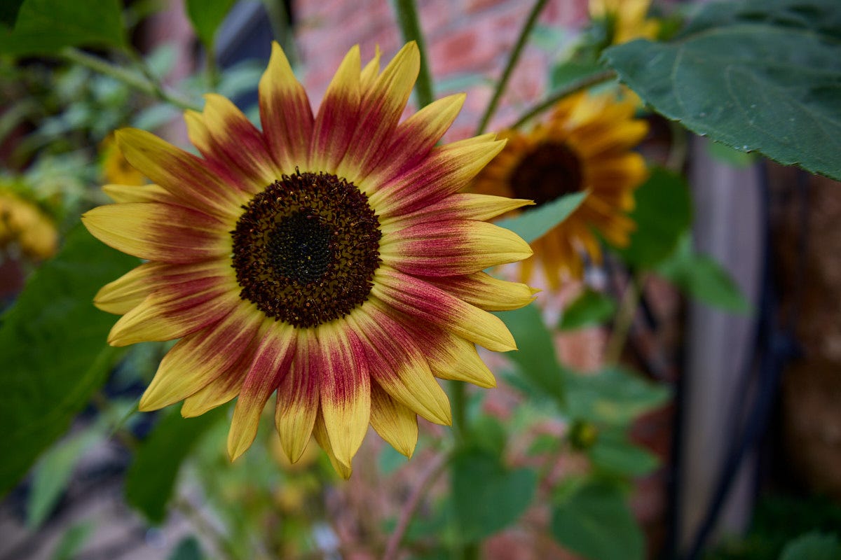 a sunflower bloom