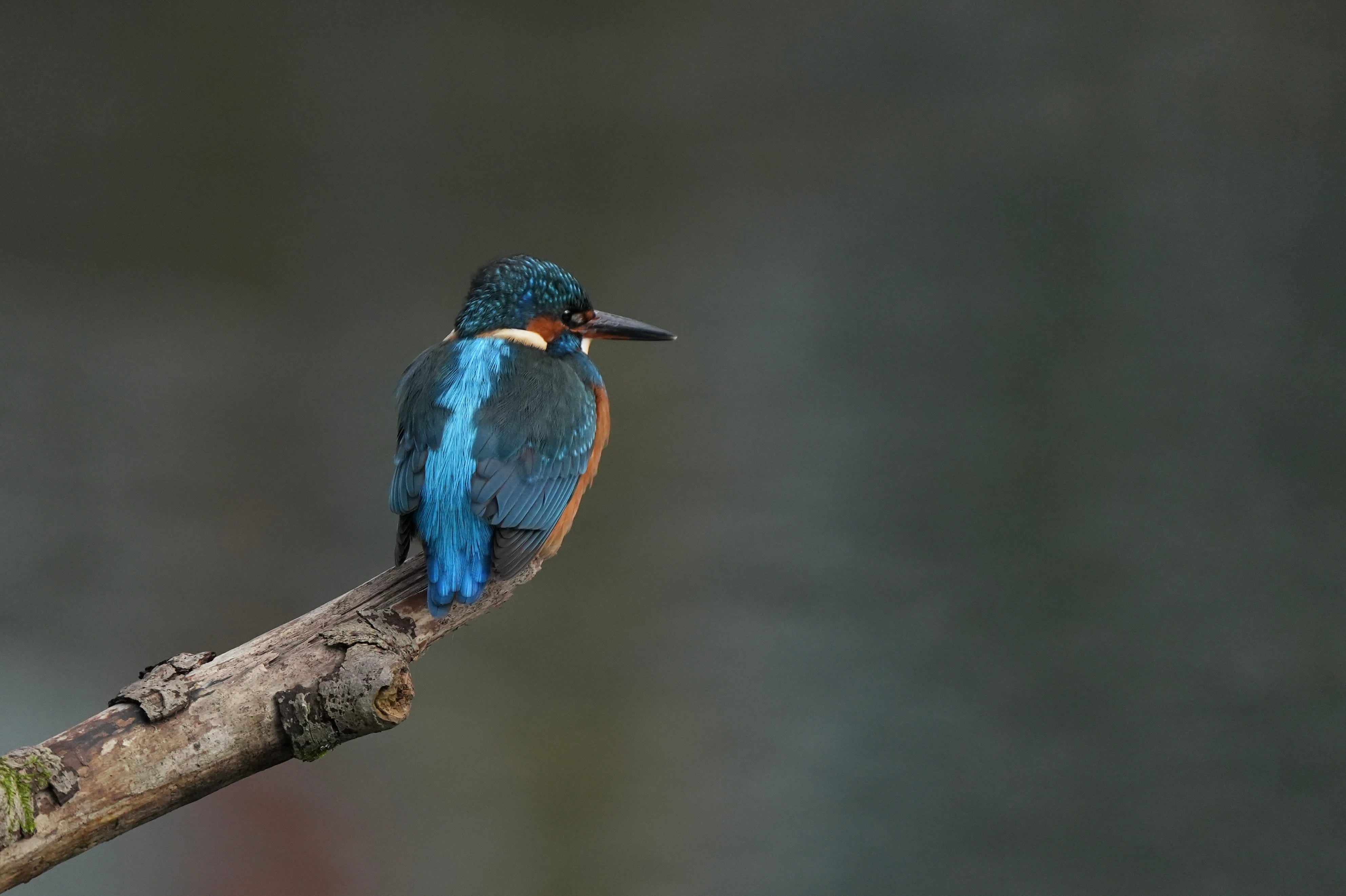 Kingfisher Alcedo Atthis Kingfisher Alcedo Atthis