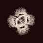 Castaneae's avatar