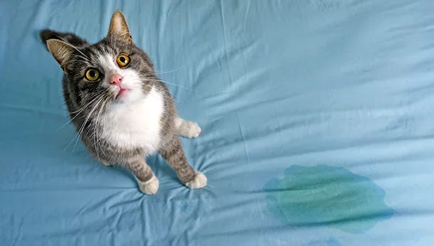 Image: https://www.riverviewanimalhealthcentre.ca/ Image: https://www.riverviewanimalhealthcentre.ca/