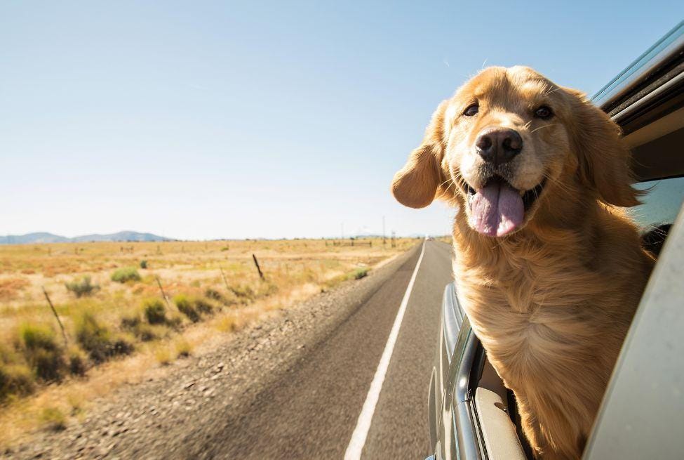 A dog looks out at the Grand Canyon on a road trip in the US.