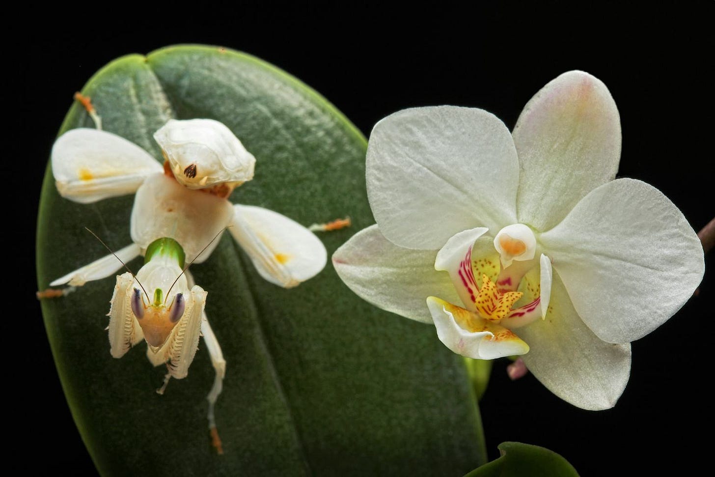 Secrets of the orchid mantis revealed – it doesn't mimic an orchid after all Secrets of the orchid mantis revealed – it doesn't mimic an orchid after all