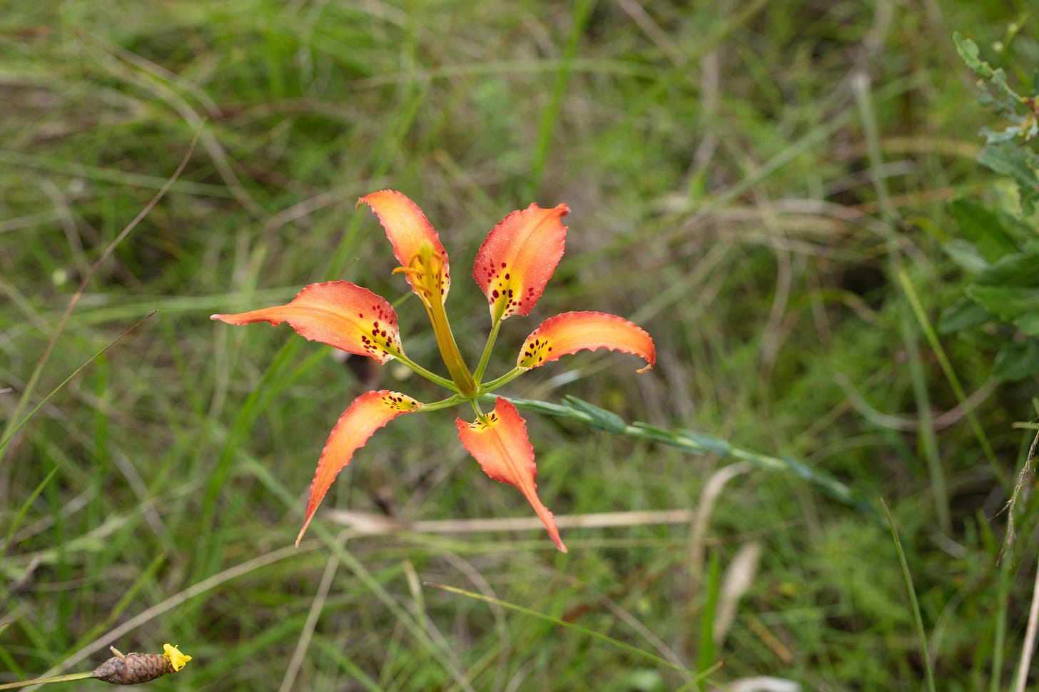 Overhead view of a pine lily among lots of tangled grass