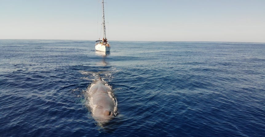 un cachalote nada en la superficie seguido de cerca por un barco velero un cachalote nada en la superficie seguido de cerca por un barco velero