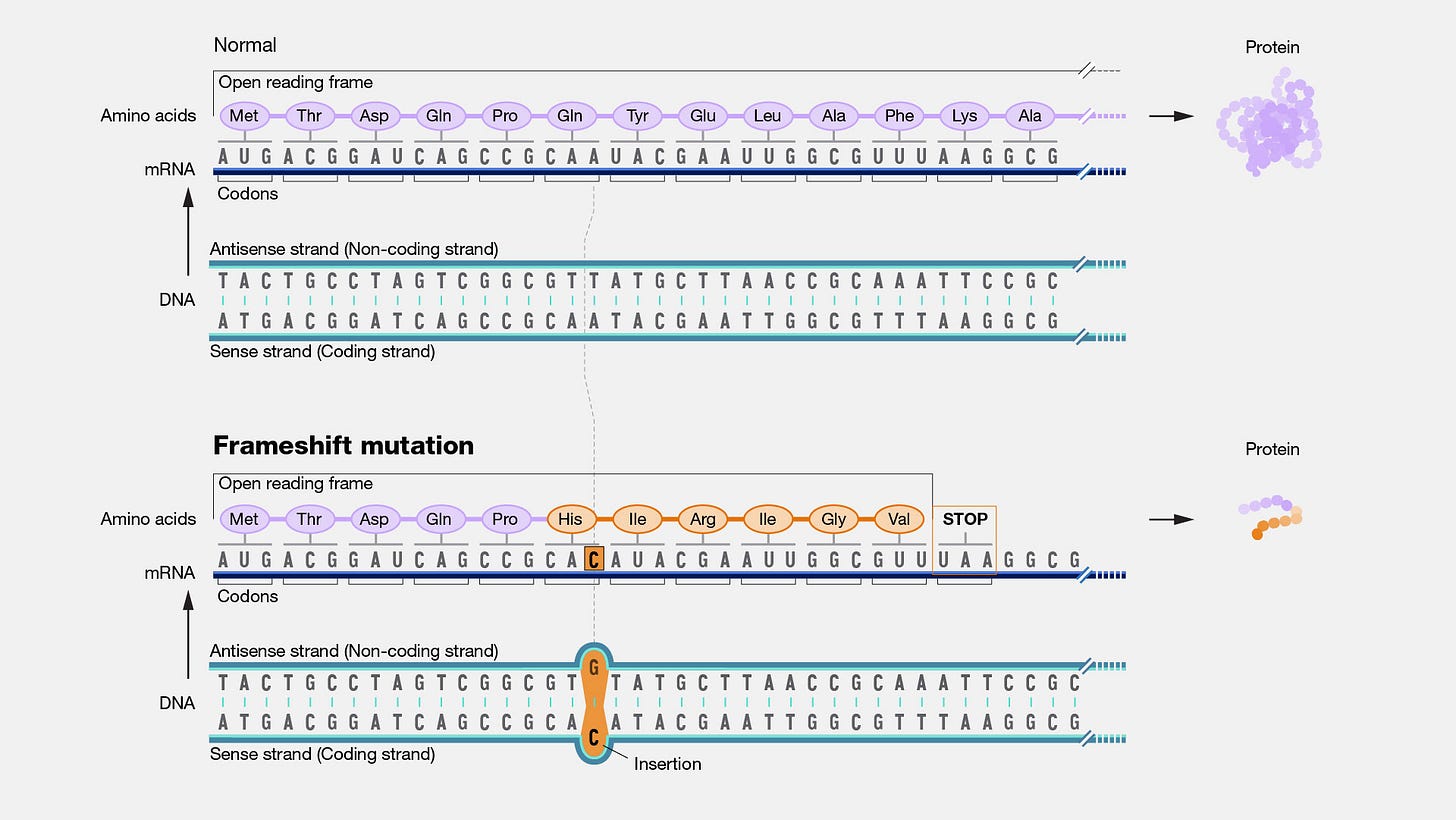 Frameshift-mutation Frameshift-mutation