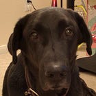 Dogs are the Best People 