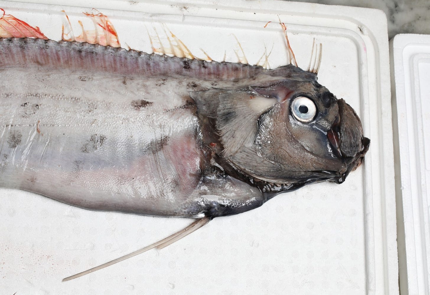 Oarfish (Pavaphon Supanantananont/shutterstock.com)