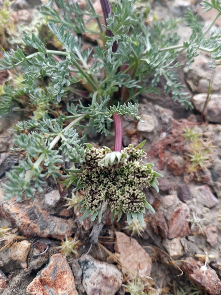 Photo 31: Biscuitroot (likely Lomatium macrocarpum)
