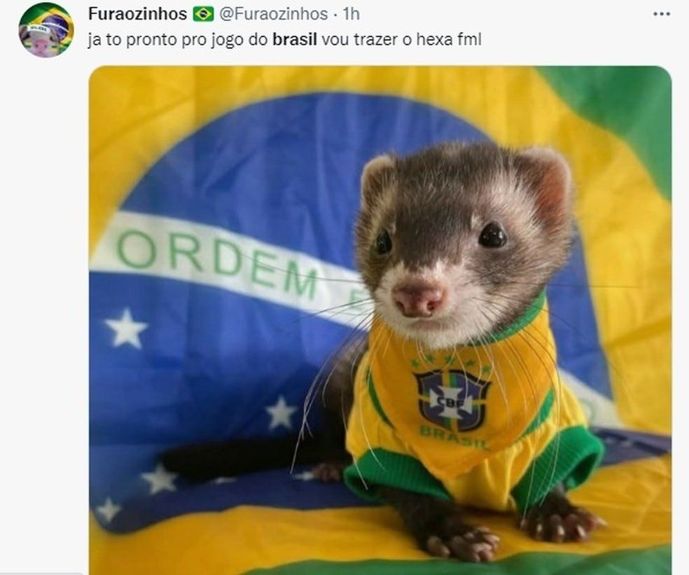 Imagem de furão com uniforme da seleção que foi postada no Twitter horas antes do início do jogo do Brasil contra a Suíça — Foto: Reprodução/Twitter