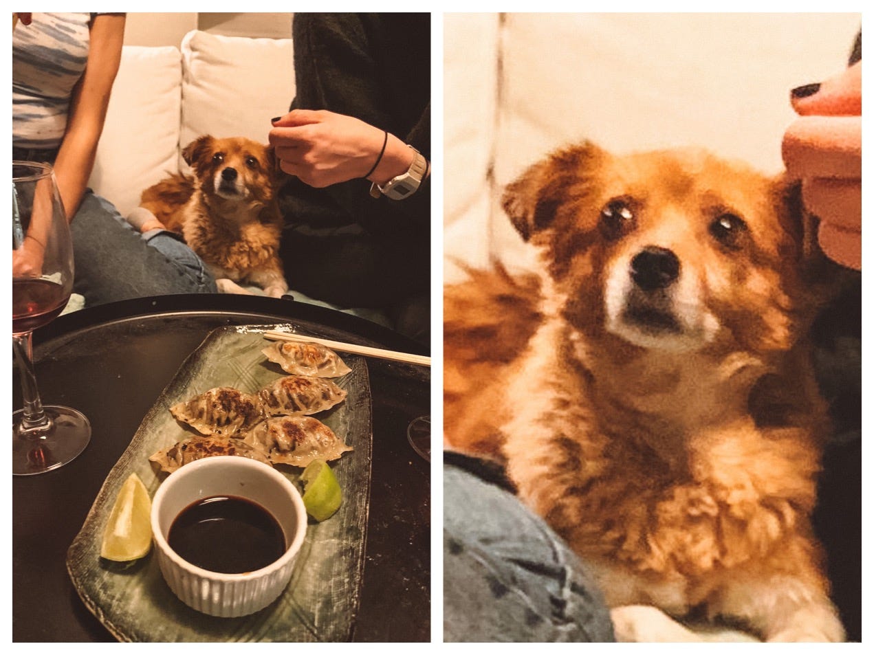 dog looking at a plate of dumplings