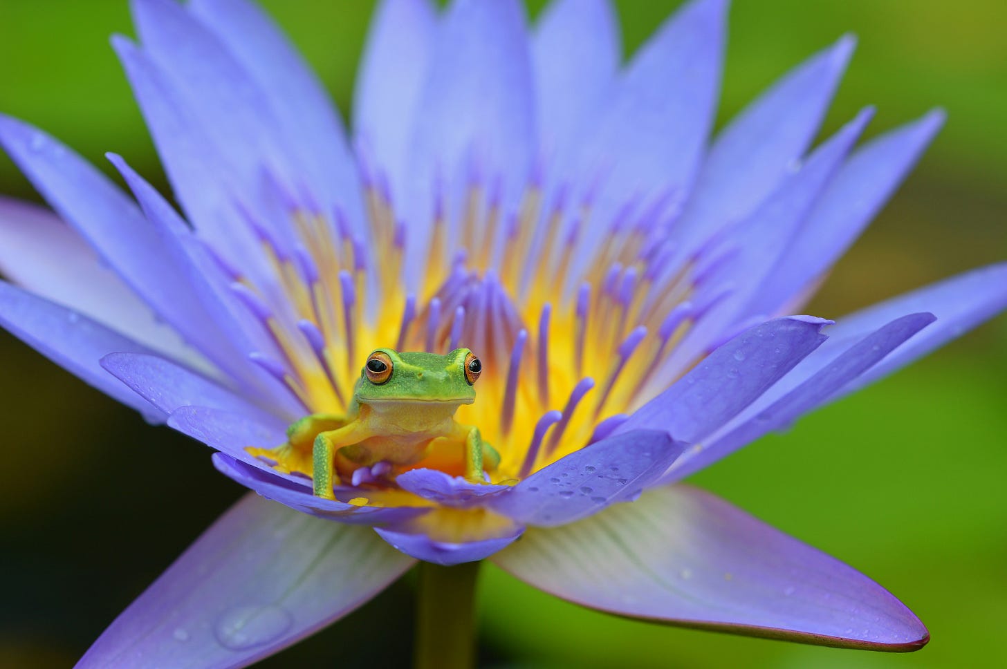 A green frog sitting on a purple flower looking like a spokesperson about to begin a pitch A green frog sitting on a purple flower looking like a spokesperson about to begin a pitch