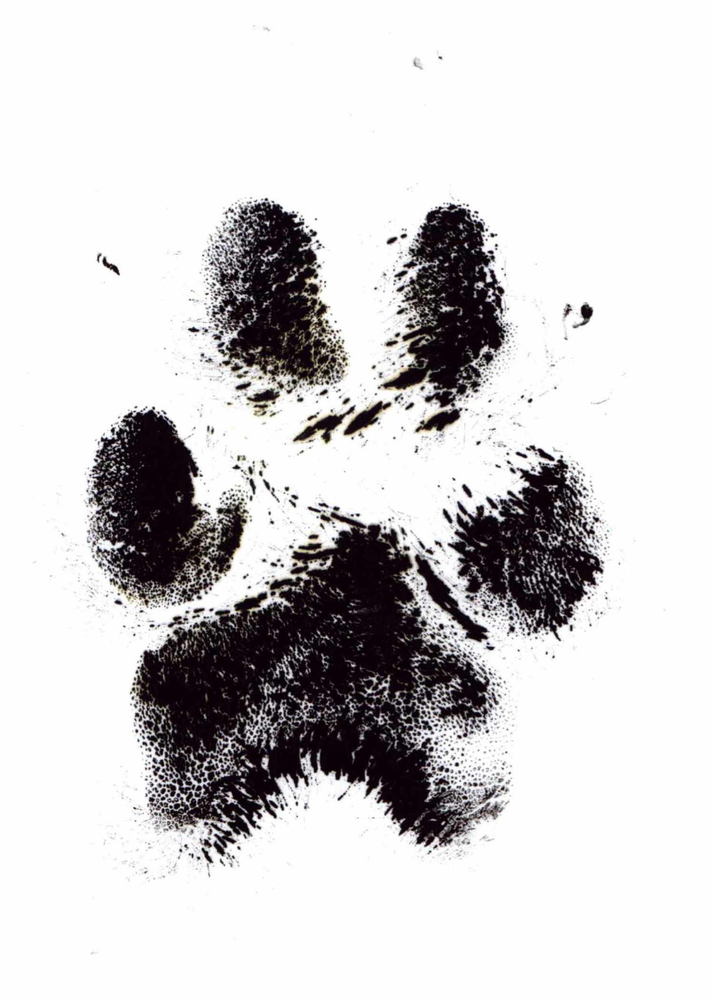 Image of a dog paw with ink.