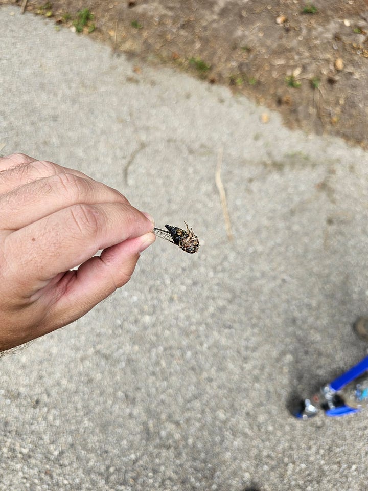 Cicadas Missing Heads and Abdomens