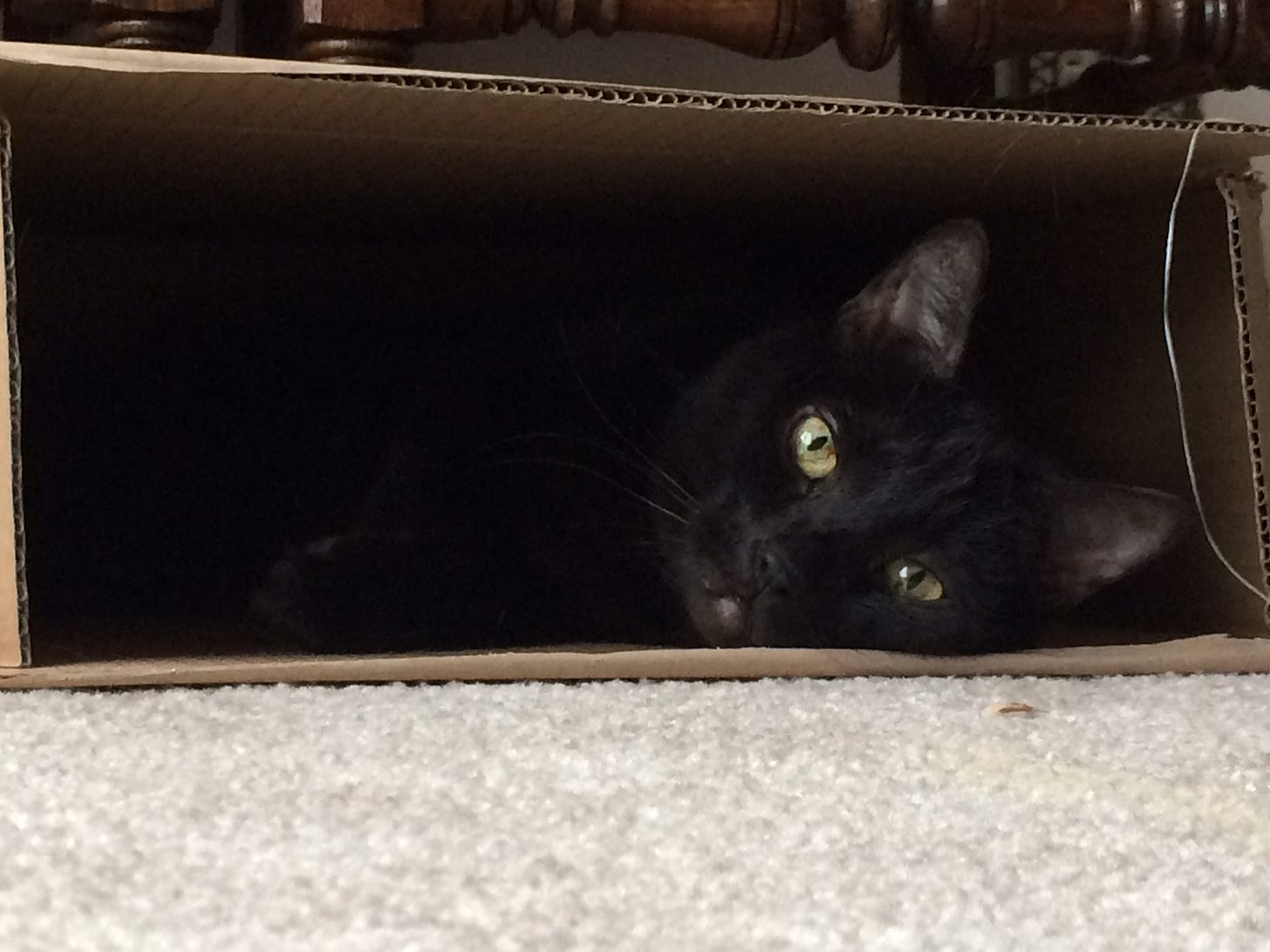 Gizmo Side Box Beauty