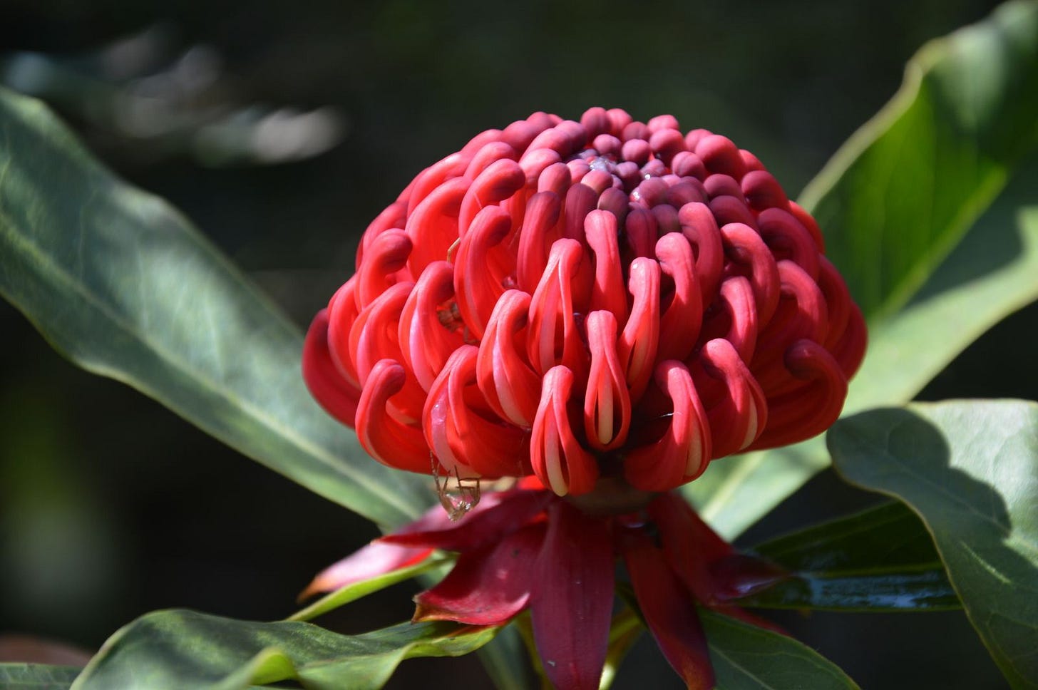 Le jardin Georges Delaselle | Office de Tourisme Roscoff