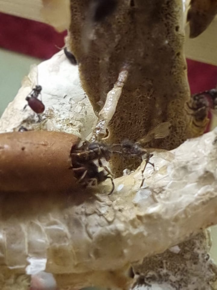 Tessa Farmer, Victor Wynd Gallery, Hackney