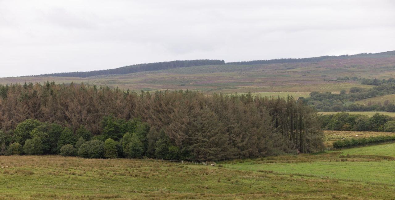 Green light for ambitious Northumberland nature recovery plan