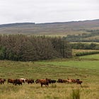 Green light for ambitious Northumberland nature recovery plan