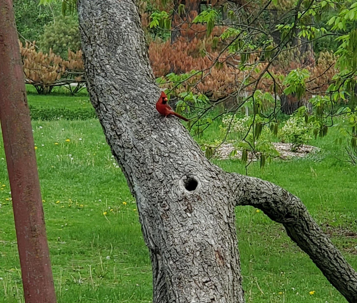 A cardinal sits on a leaning tree trunk.
