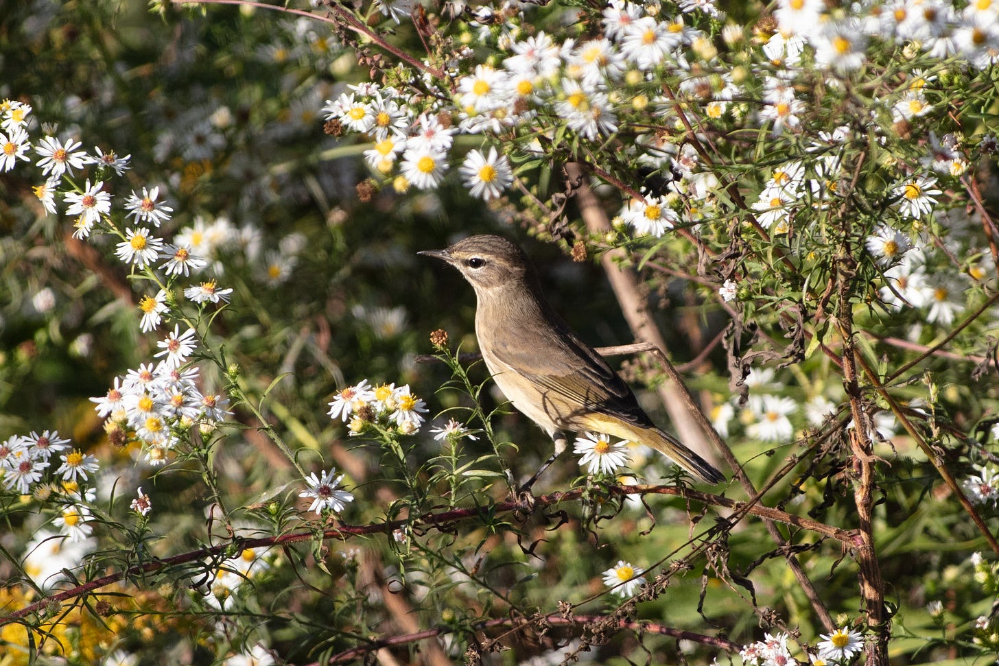 In the midst of many branches of white and yellow flowers, a light brown, cute bird sits, shown in profile