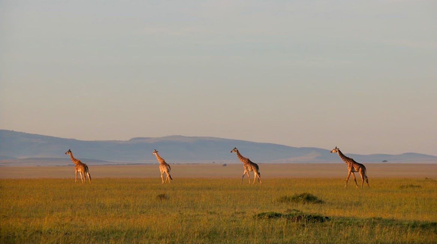 Four giraffes standing on grassy plain with low hills in distance