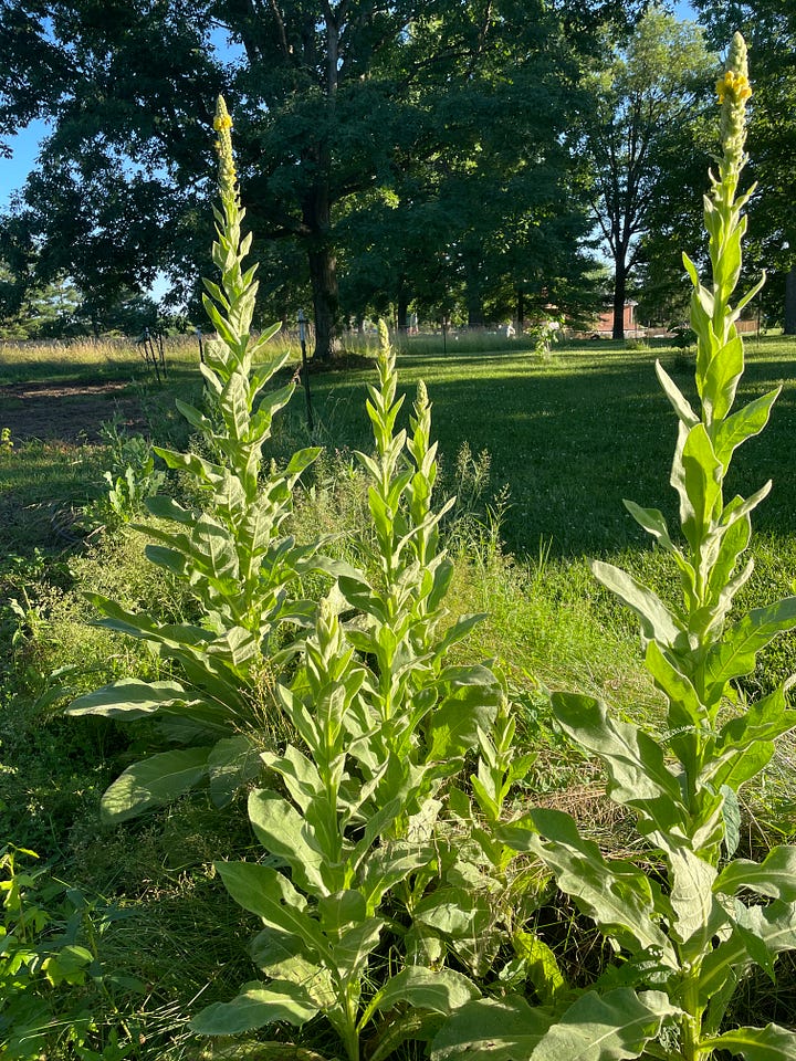 Free meds! Dandelions and Mullein