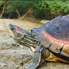 選ばれるために進化した。インドテントガメという亀
