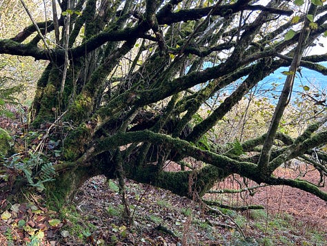 Hazel Woods, Torrisdale, Argyll, Scotland