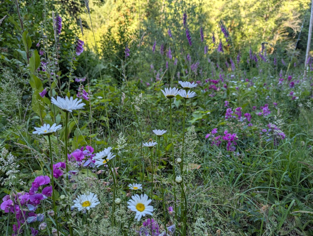 Purple sweet peas, purple foxglove, and white daisies blooming in a tangle.