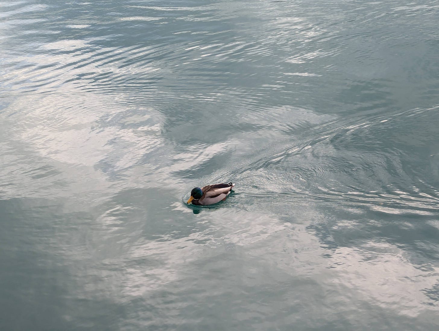 an image of glassy blue-green water, a duck is swimming in the center of the image, with a triangle-shaped trail of disturbed water behind it an image of glassy blue-green water, a duck is swimming in the center of the image, with a triangle-shaped trail of disturbed water behind it