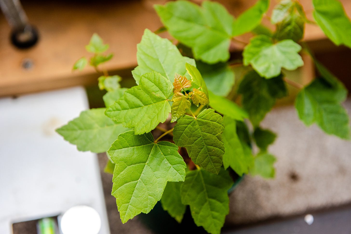 ID: Overhead photo of a young red maple seedling flush with new growth.