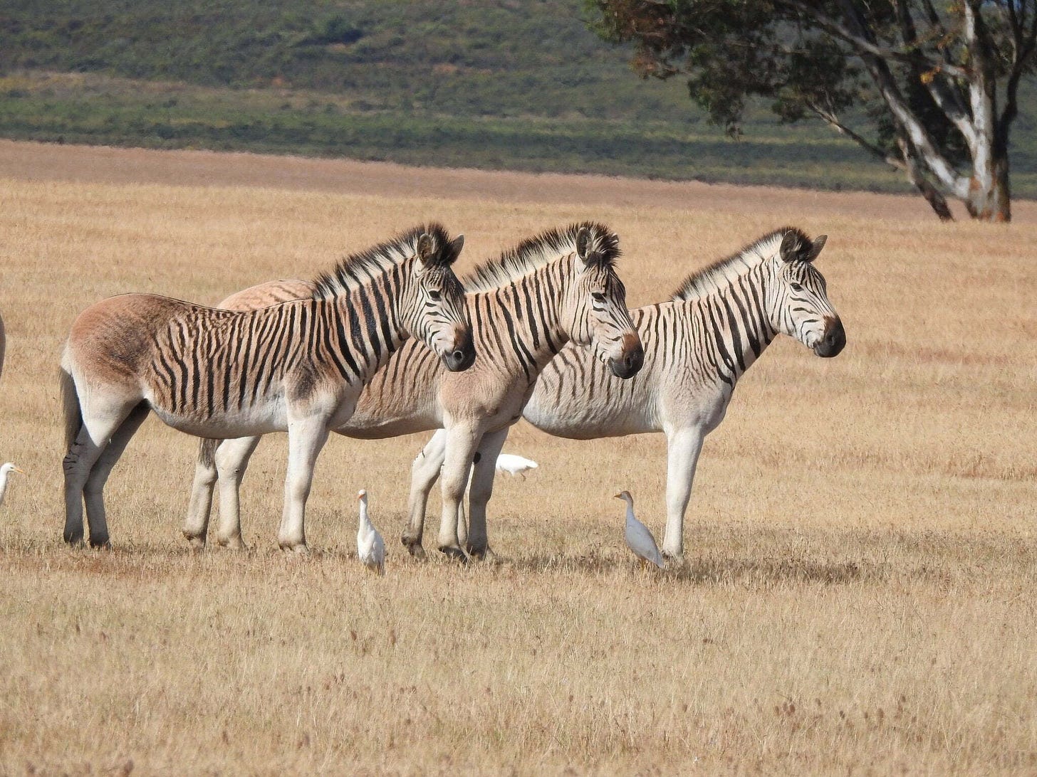 The official Quagga Project, South Africa: shades of Quagga