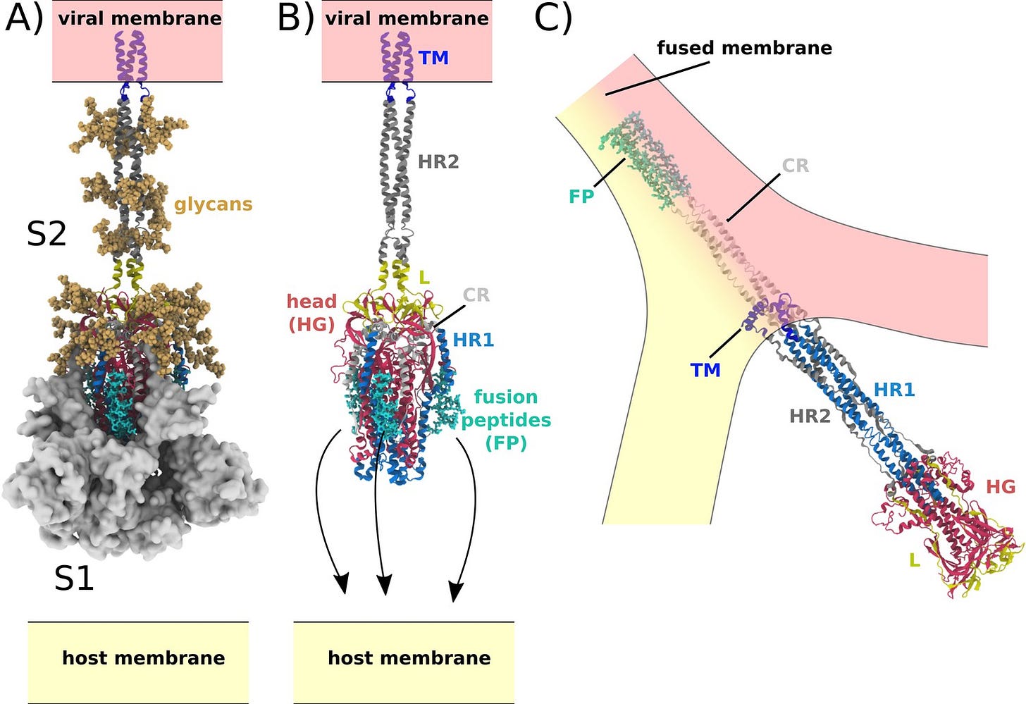Sterically confined rearrangements of SARS-CoV-2 Spike protein control ... Sterically confined rearrangements of SARS-CoV-2 Spike protein control ...