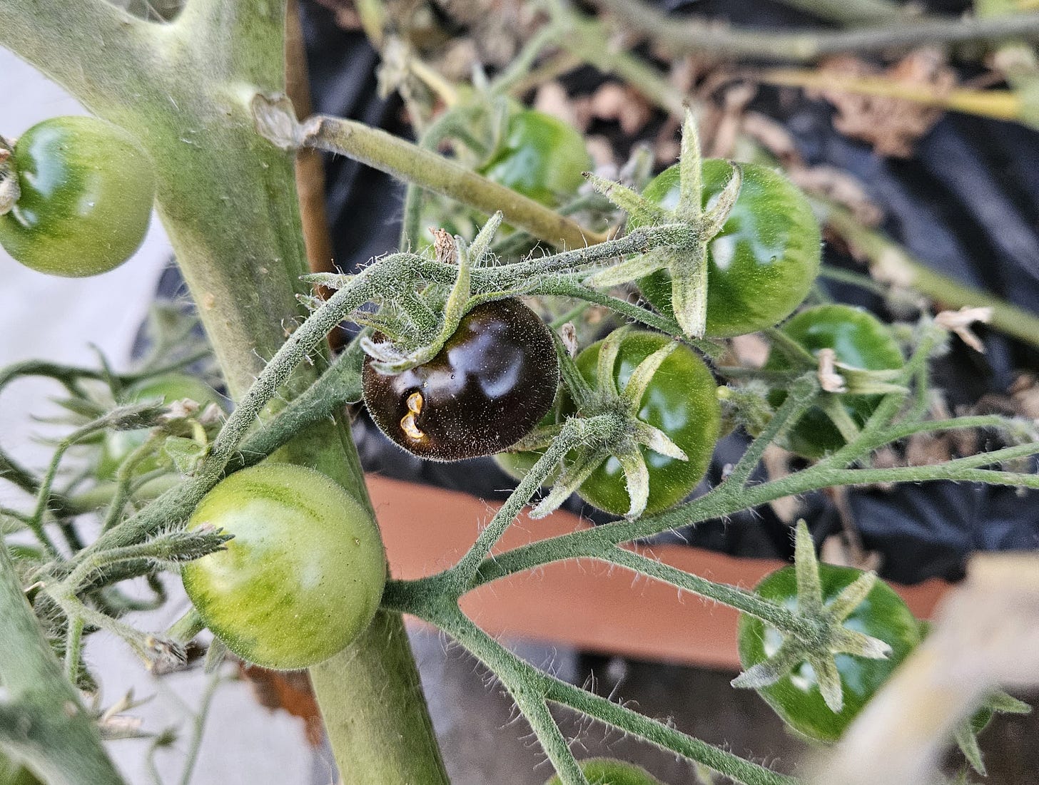 One dark purple cherry tomato among a bunch of green ones