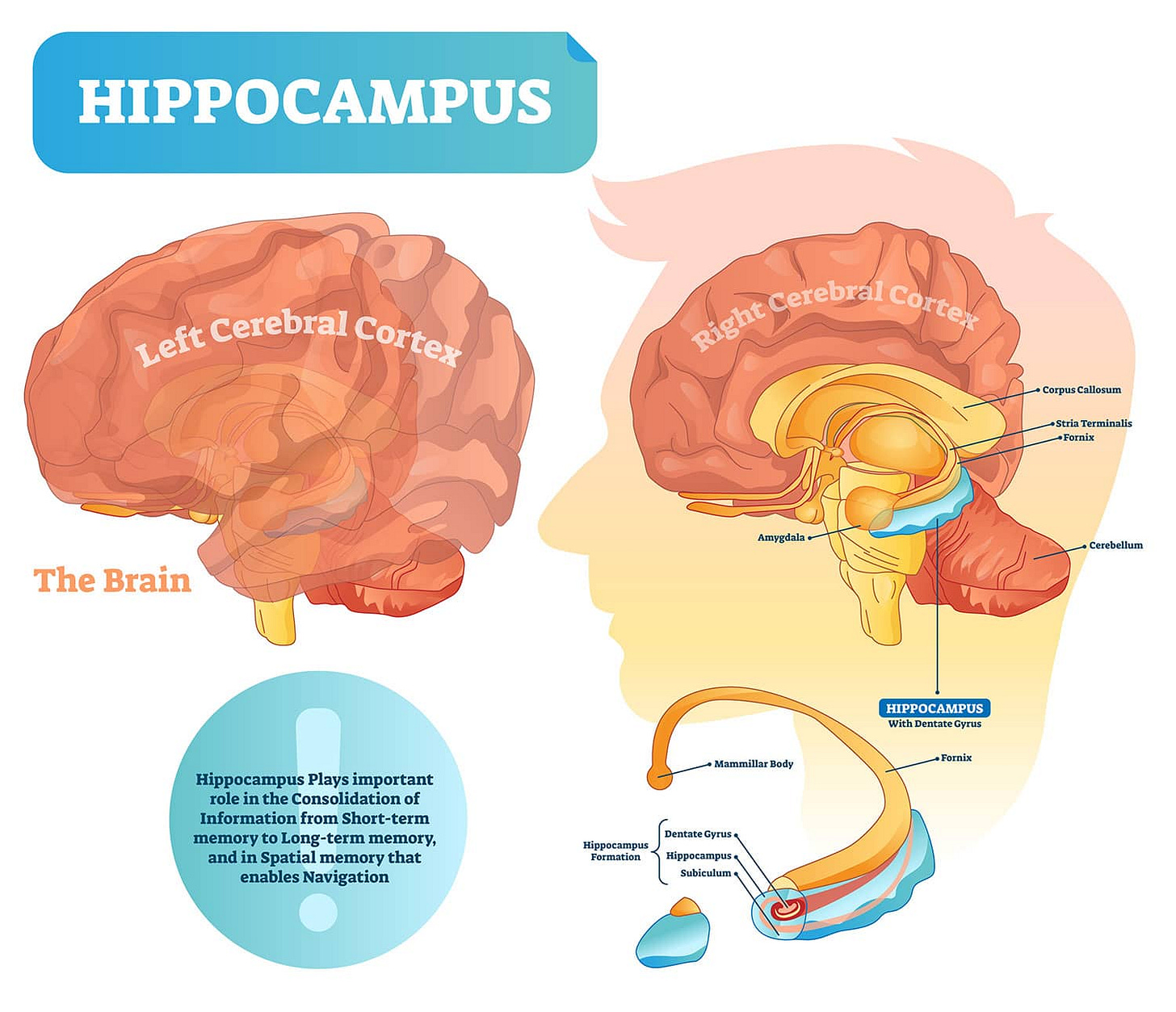 Hippocampus: What Is It, Location, Function, and More