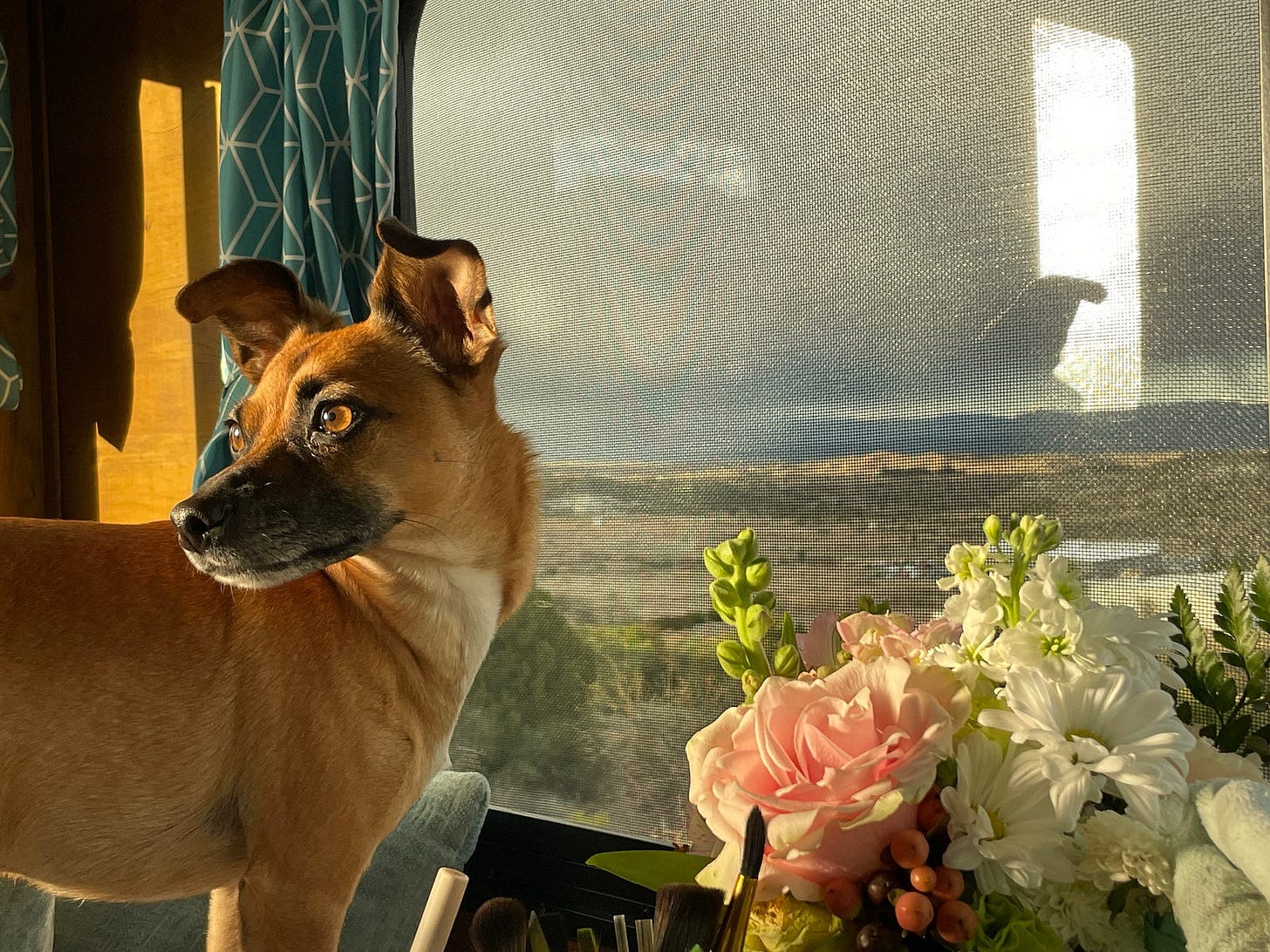 a dog standing next to a vase of flower snext to a window