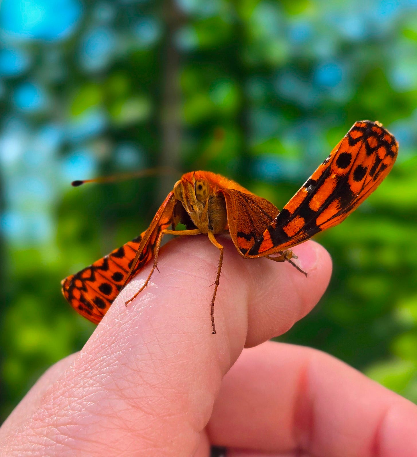 Zap the Great Spangled Fritillary butterfly with malformed wings.