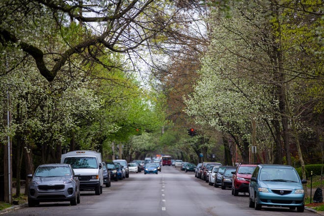 Louisville tree canopy is improving. Here's what the numbers say Louisville tree canopy is improving. Here's what the numbers say