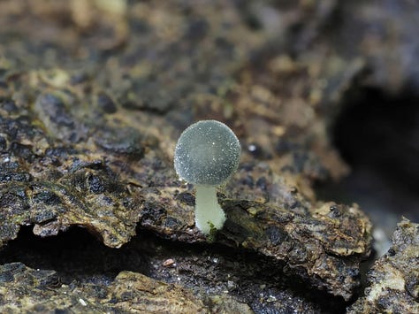 Mycena subcyanocephala