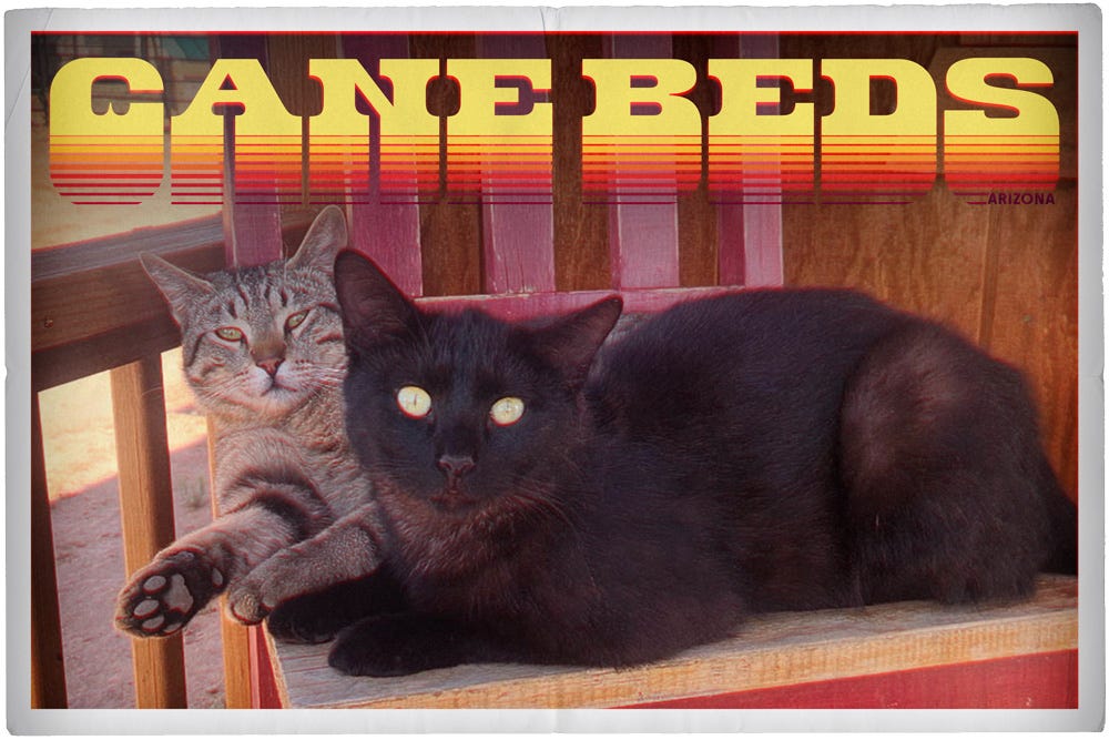 a 70s styled postcard featuring two cats on an outdoor chair