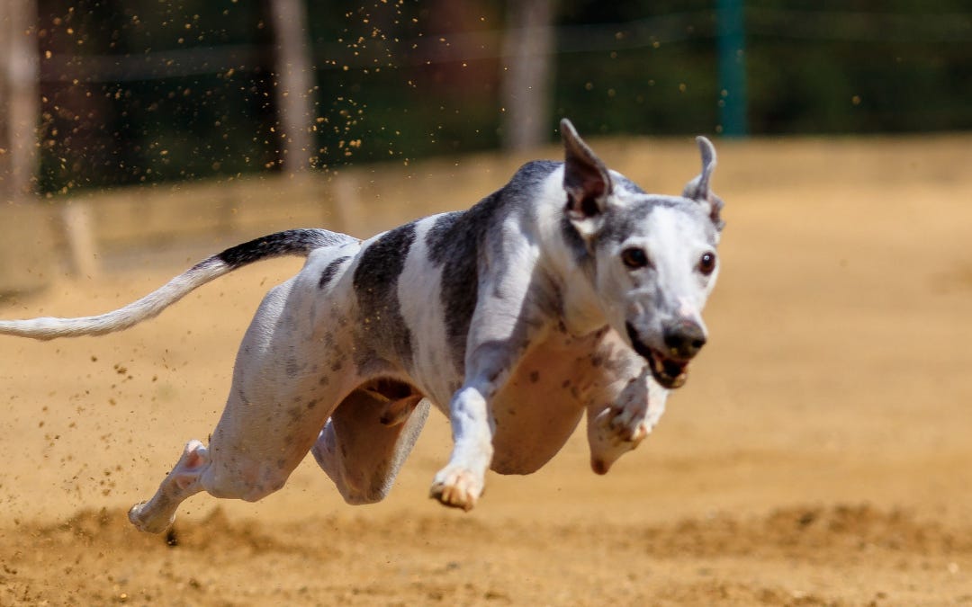 A Century of Greyhound Racing Has Been Long Enough