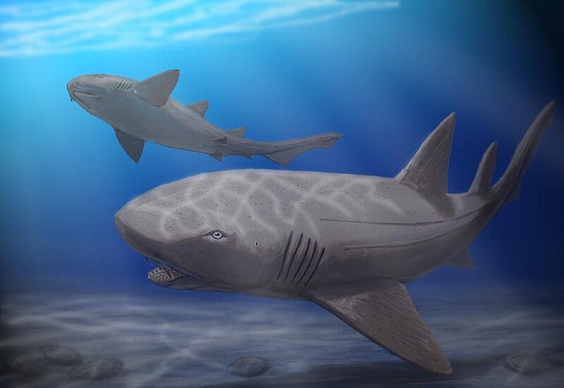 File:Ptychodus mortoni.jpg File:Ptychodus mortoni.jpg