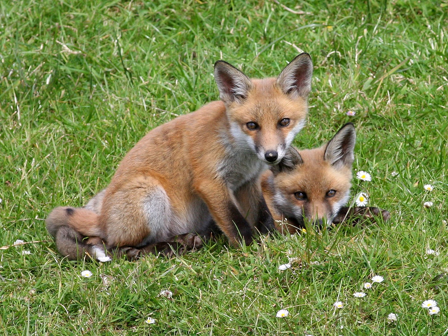Two red foxes - By Ken Billington via Wikimedia Commons