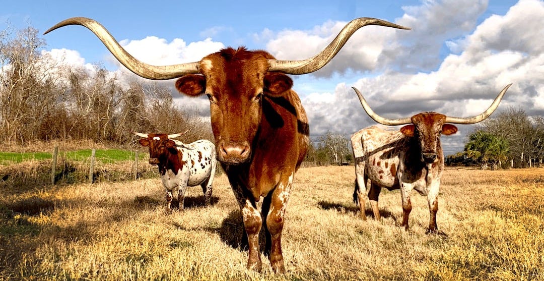 cows on grassy field under blue cloudy sky