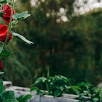 Into the plant realm