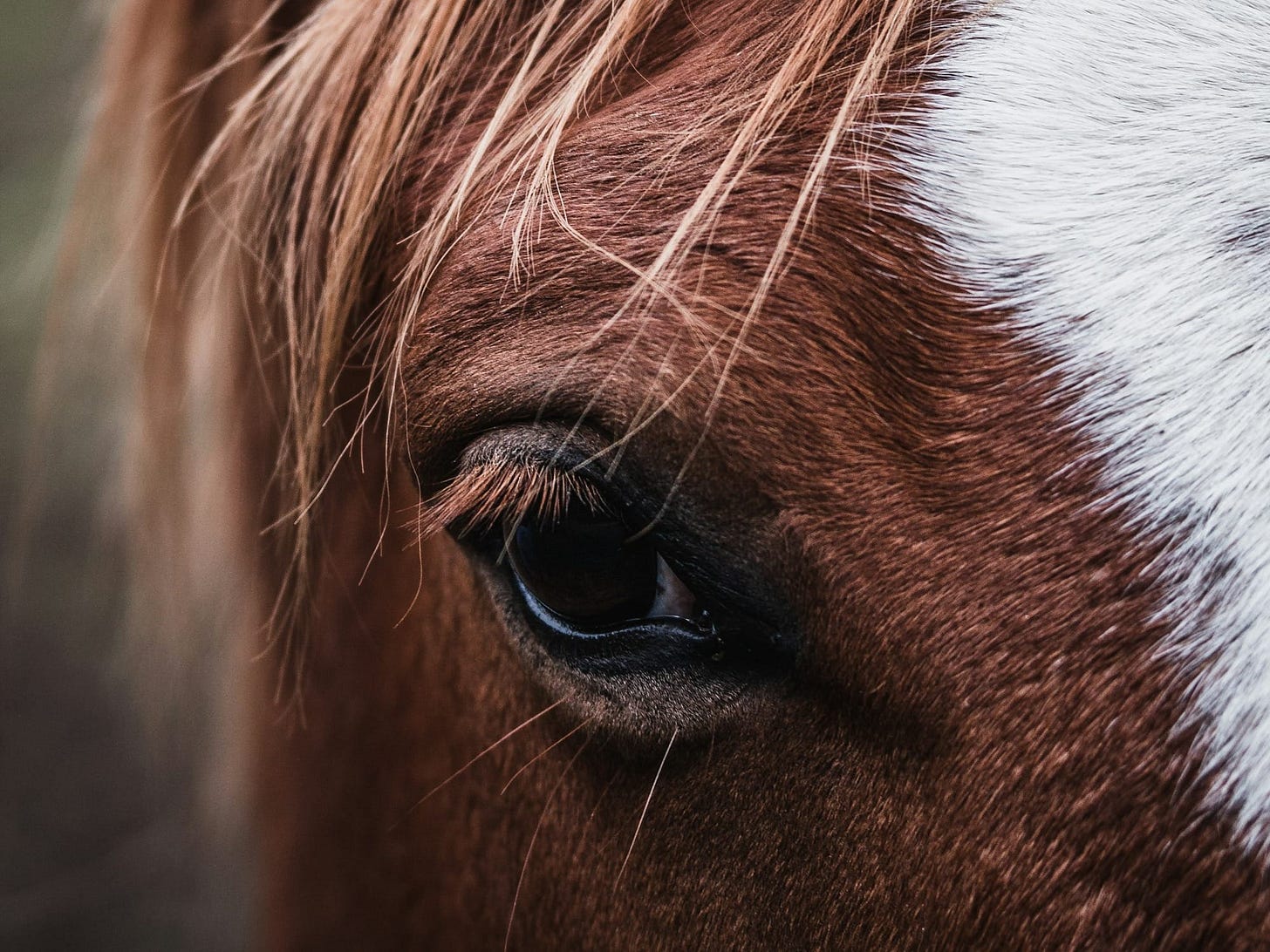 Vanessa Coleman Named Chief Competition and Operating Officer of Equestrian Events, Inc. Vanessa Coleman Named Chief Competition and Operating Officer of Equestrian Events, Inc.
