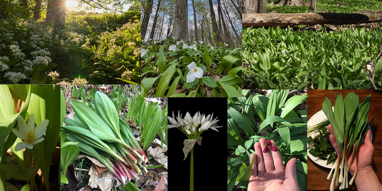 Wild Alliums - The Forager's Secret Treasure and Ephemeral Voice Of Old Growth's Wealth 