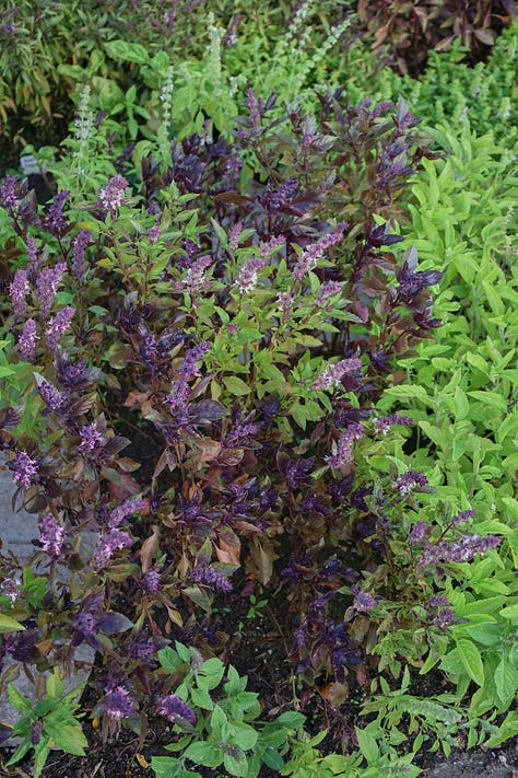 basil plants in an herb garden