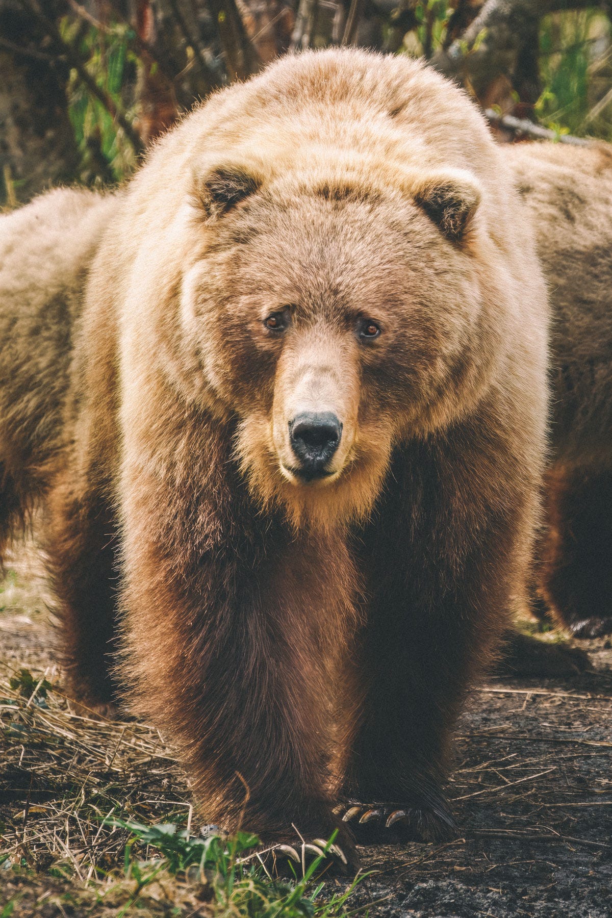 Brown bear.