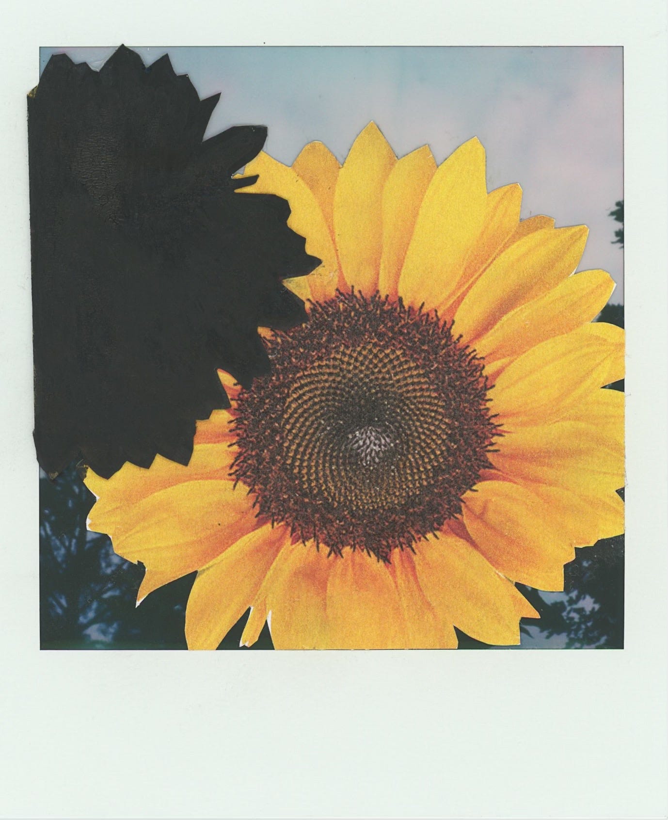 a sunflower collage on a failed polaroid photo. a large yellow sunflower in the middle with a black silhouette of a sunflower in the upper left corner, covering part of the yellow sunflower. you can see sky and trees around the edges of the flowers.